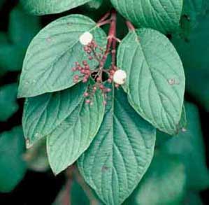 Picture closeup of Red Osier Dogwood (Cornus sericea [f. stolonifera] ) leaves and small white fruit.