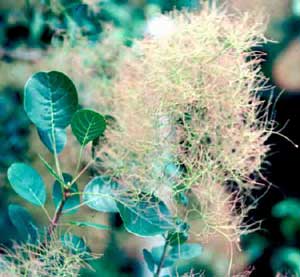 Picture closeup of Common Smokebush (Cotinus coggygria) leaf and flower-like hair structures