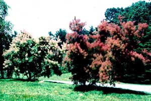 Picture of Common Smokebush (Cotinus coggygria) shrub form represented in both a white flowered shrub and dark red flowered shrub.