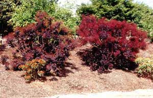 Picture of Common Smokebush (Cotinus coggygria) shrub form in deep purple color.