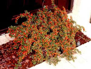 Picture of Cranberry Cotoneaster (Cotoneaster apiculatus) shrub form showing bright red fruit berries.