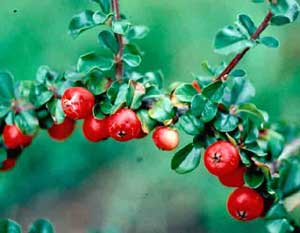 Picture of Cranberry Cotoneaster (Cotoneaster apiculatus) fruit berries and leaves.
