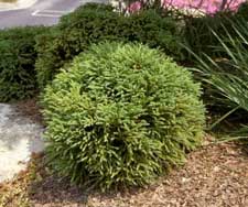 Picture of a Globe Cryptomeria form.