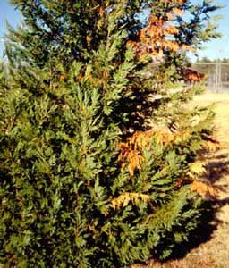 Picture of Leyland Cypress (x Cupressocyparis laylandii) showing damage from canker. Picture of Leyland Cypress (x Cupressocyparis laylandii) showing damage from canker.