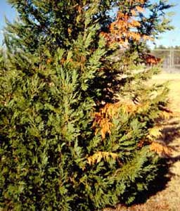 Picture of Leyland Cypress (x Cupressocyparis laylandii) showing damage from canker.