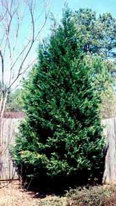 Picture of Leyland Cypress (x Cupressocyparis laylandii) shrub form.