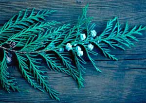 Picture closeup of Leyland Cypress (x Cupressocyparis laylandii) leaves and small fruit.