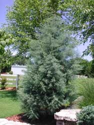 Picture of Arizona Cypress (Cupressus arizonica) form.