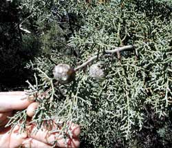 Picture of Arizona Cypress leaves and fruit.