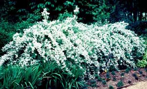 Picture of Slender Deutzia (Deutzia gracilis) shrub form with covering of white flowers.