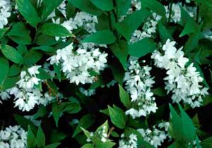 Picture closeup of Slender Deutzia (Deutzia gracilis) leaf and white flower structures.