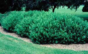 Picture of Slender Deutzia (Deutzia gracilis) shrub form.