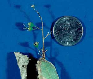 Picture closeup of Slender Deutzia (Deutzia gracilis) fruit - tiny size shown to be much smaller than a U.S. dime.