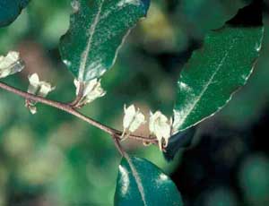 Picture closeup of Thorny Elaeagnus (Elaeagnus pungens) leaf and tiny white flower structures.