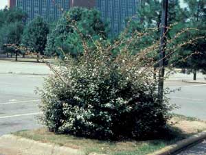 Picture of Thorny Elaeagnus (Elaeagnus pungens) shrub form. Picture of Thorny Elaeagnus (Elaeagnus pungens) shrub form.