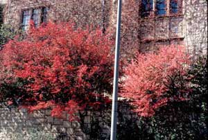 Picture of two Euonymus (Euonymus alatus) 'Compactus' cultivar shrub forms, one showing medium red fall color, one showing pinkish fall color.
