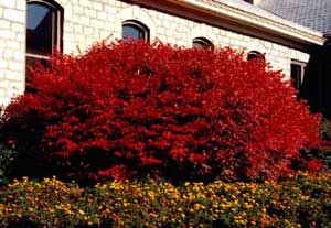 Picture of Euonymus (Euonymus alatus) 'Compactus' cultivar shrub form with bright red fall color.