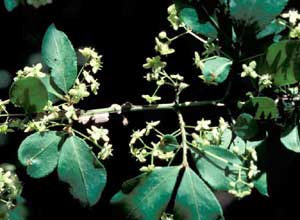 Picture closeup of Euonymus (Euonymus alatus) leaf and tiny yellow/green flower structures.