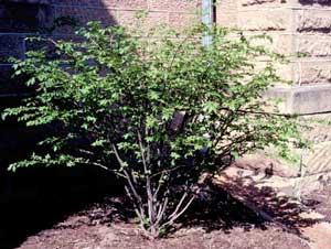 Picture of Winged Euonymus (Euonymus alatus) shrub form.