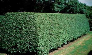 Picture of Euonymus (Euonymus alatus) hedge sheared in formal squared form.