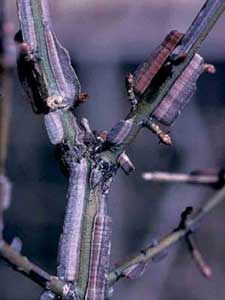 Picture closeup of Euonymus (Euonymus alatus) twig structure showing "wings".