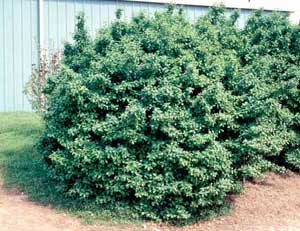 Picture of Manhattan Euonymus (Euonymus kiautschovicus 'Manhattan') shrub form.