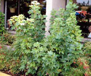 Picture of Fatshedera (x Fatshedera lizei) green shrub form.