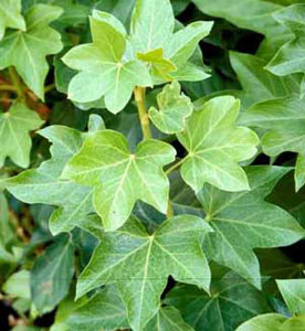 Picture closeup of Fatshedera (x Fatshedera lizei) leaf structure.