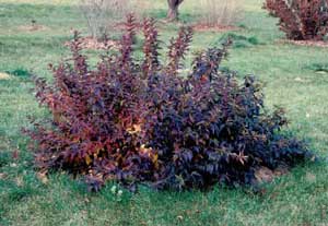 Picture of Border Forsythia (Forsythia x intermedia) shrub form in maroon color.