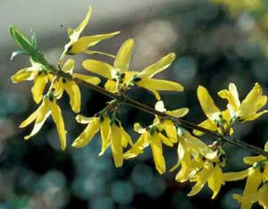 Picture closeup of Border Forsythia (Forsythia x intermedia) yellow flower structures.