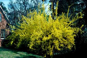 Picture of Border Forsythia (Forsythia x intermedia) shrub form with early spring yellow flowers. Picture of Border Forsythia (Forsythia x intermedia) shrub form with early spring yellow flowers.