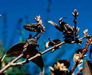 Picture closeup of Border Forsythia (Forsythia x intermedia) fruit pods.