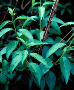 Picture closeup of Border Forsythia (Forsythia x intermedia) leaf structures.