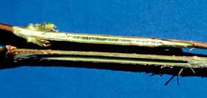 Picture closeup of Border Forsythia (Forsythia x intermedia) twig pith. Picture closeup of Border Forsythia (Forsythia x intermedia) twig pith.