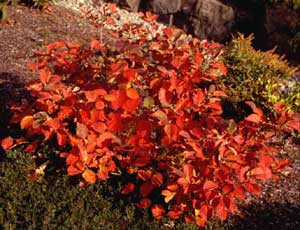 Picture of Dwarf Fothergilla (Fothergilla gardenii) shrub form in flame red color. Picture of Dwarf Fothergilla (Fothergilla gardenii) shrub form in flame red color.