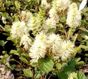 Picture closeup of Dwarf Fothergilla (Fothergilla gardenii) green/white flower structure. Picture closeup of Dwarf Fothergilla (Fothergilla gardenii) green/white flower structure.