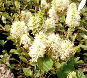 Picture closeup of Dwarf Fothergilla (Fothergilla gardenii) green/white flower structure.