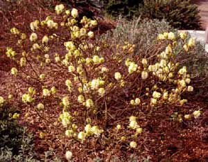 Picture of Dwarf Fothergilla (Fothergilla gardenii) shrub form with early green/white spring flowers.