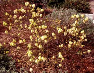 Picture of Dwarf Fothergilla (Fothergilla gardenii) shrub form with early green/white spring flowers. Picture of Dwarf Fothergilla (Fothergilla gardenii) shrub form with early green/white spring flowers.