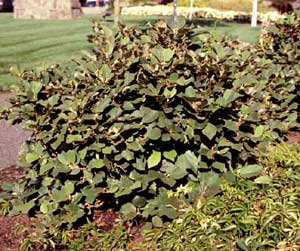 Picture of Dwarf Fothergilla (Fothergilla gardenii) green shrub form.