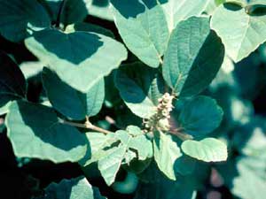 Picture closeup of Dwarf Fothergilla (Fothergilla gardenii) leaf structure.