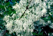 Picture of fringetree flowers. Picture of fringetree flowers.