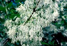 Picture of fringetree flowers.