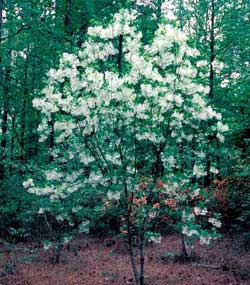 Picture of a fringetree covered in white flowers.