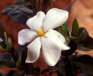 Picture closeup of Gardenia (Gardenia jasminoides) white flower structure.
