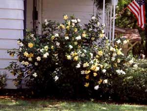 Picture of Gardenia (Gardenia jasminoides) shrub form with white and yellow flowers.