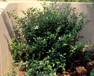 Picture of Gardenia (Gardenia jasminoides) green shrub form.