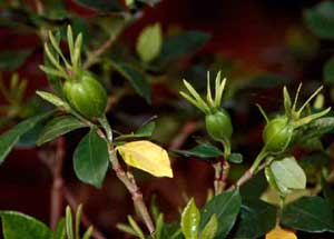 Picture closeup of Gardenia (Gardenia jasminoides) green fruit.