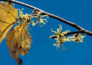 Picture closeup of Witchhazel (Hamamelis virginiana) strap-like yellow flowers.