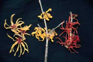 Picture closeup of Witchhazel (Hamamelis virginiana) strap-like yellow flowers.